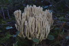 Ramaria acrisiccescens