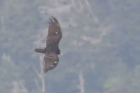 Turkey Vulture photographed in New Hampshire