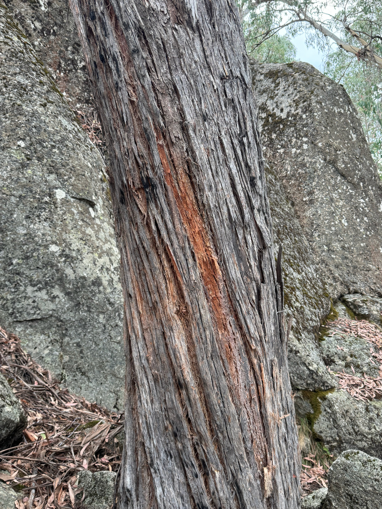 Eucalyptus macrorhyncha - council-listed tree