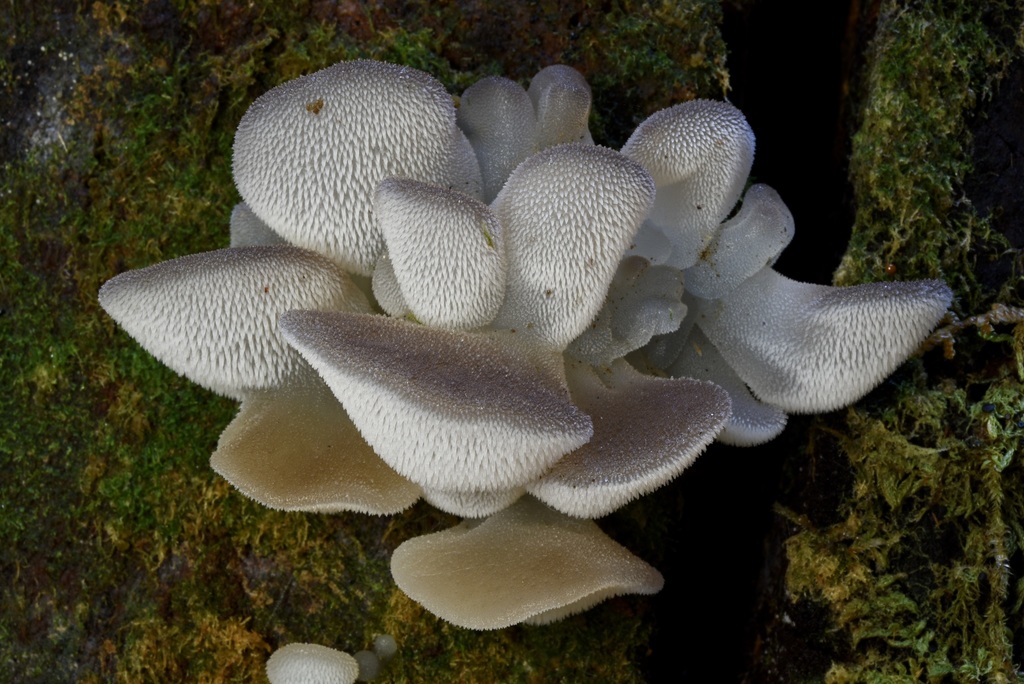 Auriculariales
