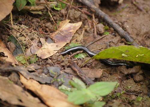 White-tailed blindsnake