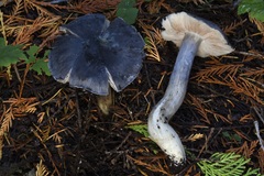 Entoloma medianox