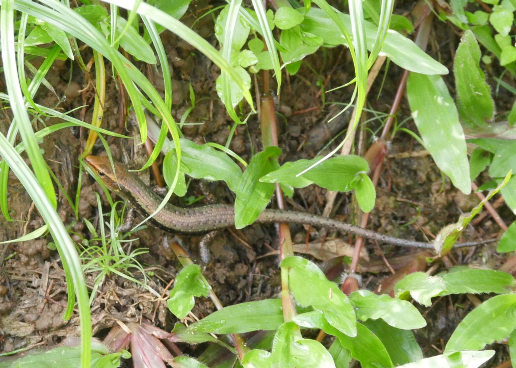 Obscure Emo Skink photo 7