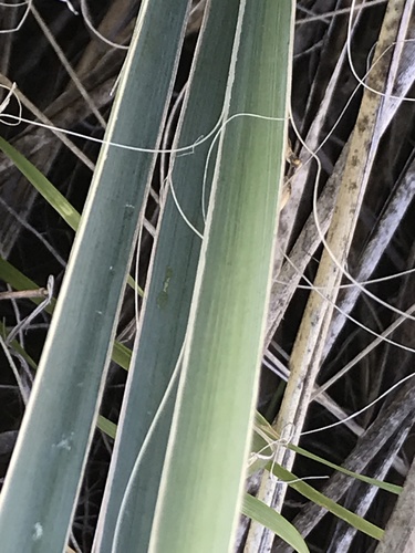 Yucca arkansana