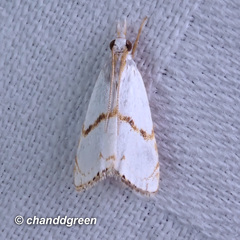 Pseudargyria interruptella