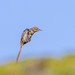 Fynbos Grassbird - Photo (c) Di Franklin, some rights reserved (CC BY-ND), uploaded by Di Franklin
