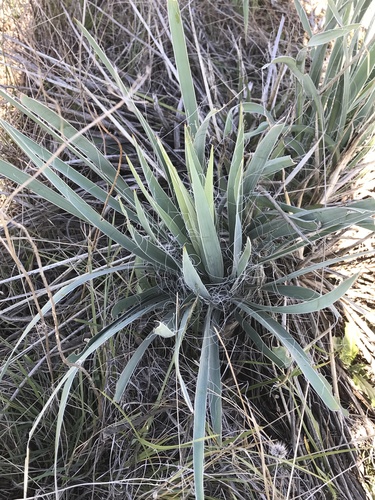 Yucca arkansana