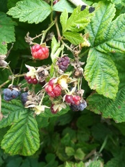 Rubus × idaeoides