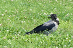Corvus cornix