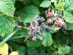 Rubus × idaeoides