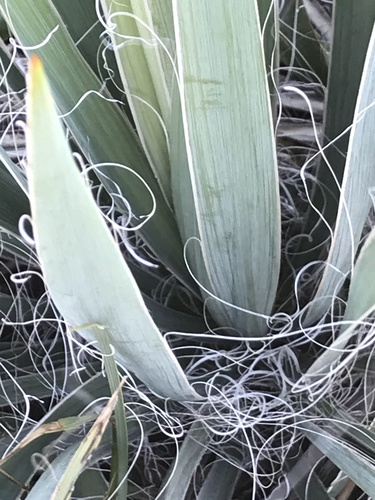 Yucca arkansana