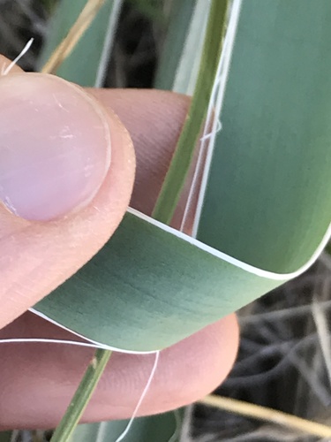 Yucca arkansana