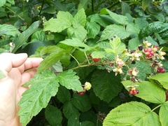 Rubus × idaeoides