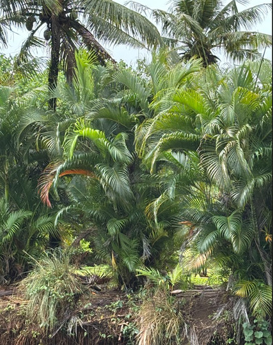 Another photo of Areca palm