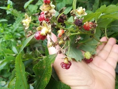 Rubus × idaeoides