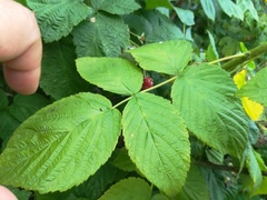 Rubus × idaeoides
