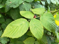 Rubus × idaeoides