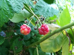 Rubus × idaeoides