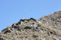 Aeronautes andecolus