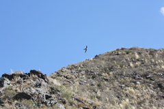 Aeronautes andecolus
