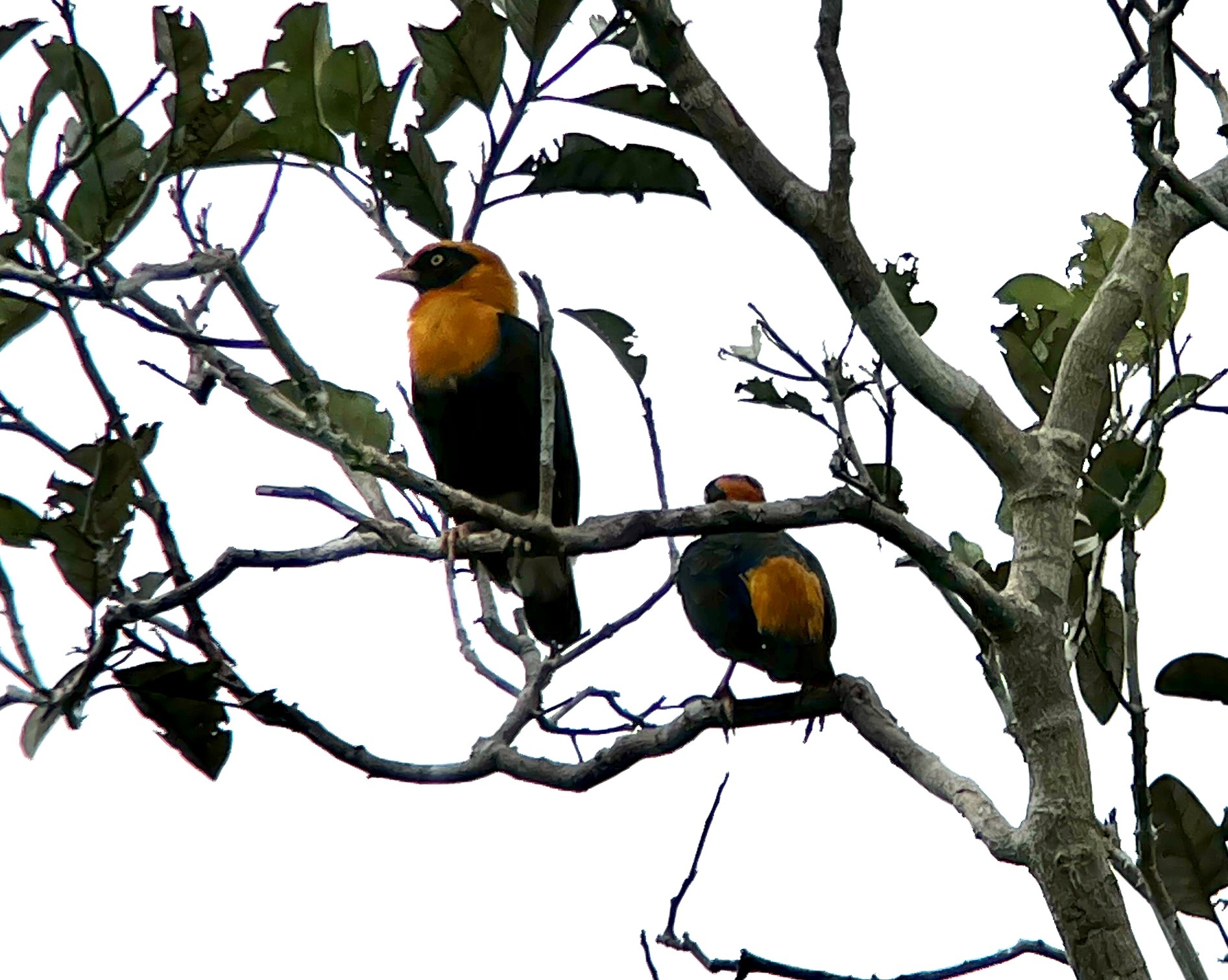 Golden Myna (Mino anais), photo 1