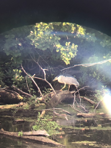 Black-crowned Night Heron photographed in Massachusetts