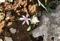Colchicum cupanii