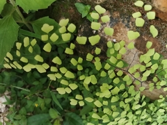 Adiantum tricholepis
