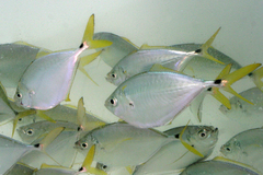 Chloroscombrus chrysurus