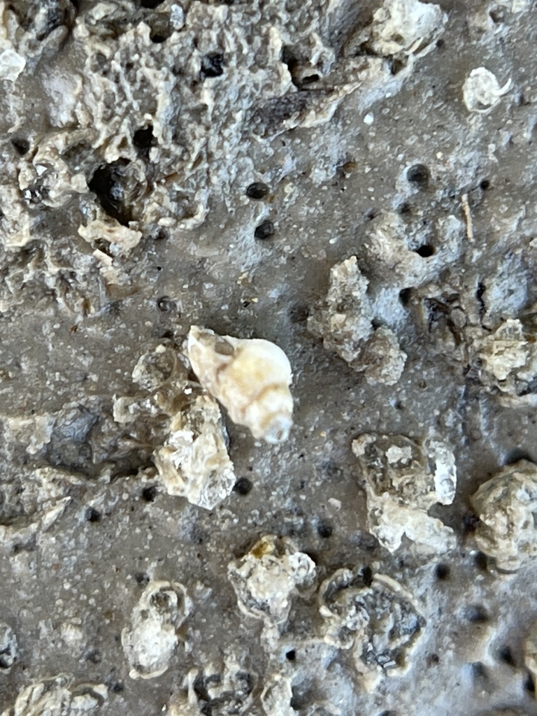 Salton Sea Springsnail
