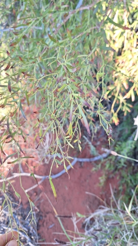 Carissa lanceolata
