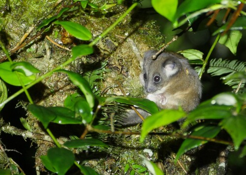 Pseudochirulus mayeri observed 2025-07-26