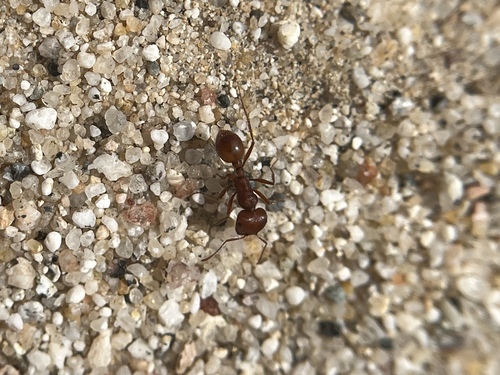 Hoelldobler's Harvester Ant
