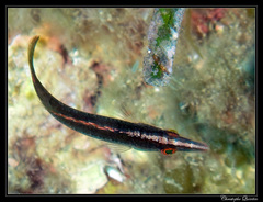 Pointed-Snout Wrasse photo 4