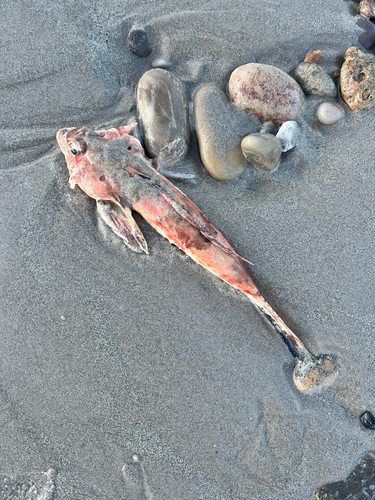 Common stinkfish (Foetorepus calauropomus) — Callionymidae — 3