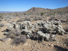 Cylindropuntia chuckwallensis