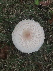 Chlorophyllum molybdites image