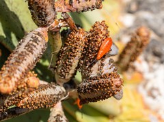 Probergrothius angolensis