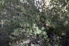 Brickellia desertorum