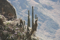 Trichocereus cuzcoensis