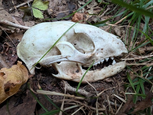 Common Raccoon photographed in Alabama
