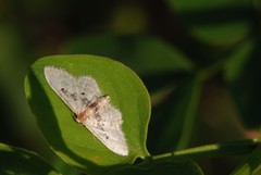 Idaea intermedia