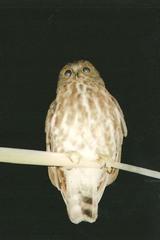 Ninox scutulata