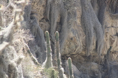 Trichocereus cuzcoensis