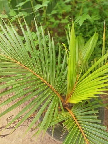 coconut palm