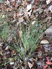 Piptochaetium avenaceum