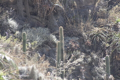 Trichocereus cuzcoensis