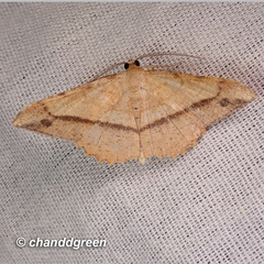 Pseudonadagara semicolor