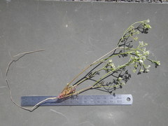 Dasispermum hispidum