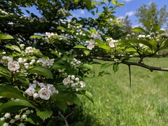 Crataegus succulenta